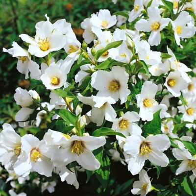 ALTRO Philadelphus Lemoinei In Vaso Da 18cm ALTRO Philadelphus Lemoinei In Vaso Da 18cm