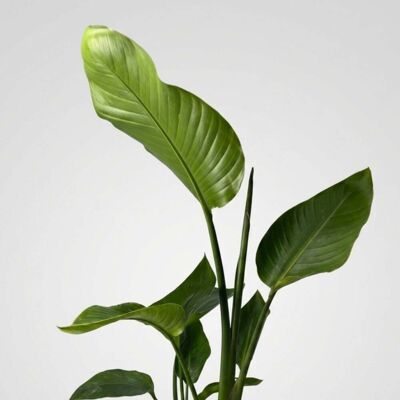 ALTRO Strelitzia Augusta Nicolai In Vaso Da 17cm ALTRO Strelitzia Augusta Nicolai In Vaso Da 17cm