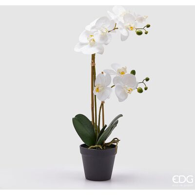 EDG Enzo De Gasperi Orchidea Phalaenopsis Con Vaso Ramo X2 Artificiale H 58 Cm White EDG Enzo De Gasperi Orchidea Phalaenopsis Con Vaso Ramo X2 Artificiale H 58 Cm White
