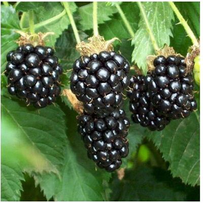 ALTRO 1 Pianta Di Mora Chester Rubus Fruticosus Dai Frutti Grandi E Dolci ALTRO 1 Pianta Di Mora Chester Rubus Fruticosus Dai Frutti Grandi E Dolci
