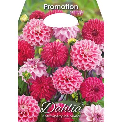 ALTRO Dahlia Strawberry Ice Mixed (confezione Da 3 Bulbi) ALTRO Dahlia Strawberry Ice Mixed (confezione Da 3 Bulbi)