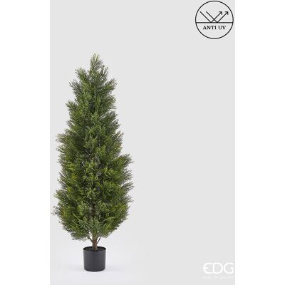 EDG Enzo De Gasperi Pianta Artificiale Cipresso H 150 Cm Verde Con Vaso – Anti Uv Per Interno Ed Esterno EDG Enzo De Gasperi Pianta Artificiale Cipresso H 150 Cm Verde Con Vaso – Anti Uv Per Interno Ed Esterno