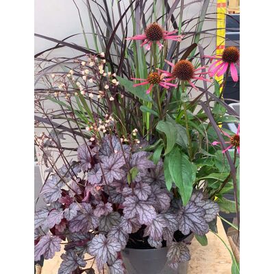 ALTRO Tris Composizione Di Piante Perenni In Vaso 26cm Heuchera Penniseto Echinacea ALTRO Tris Composizione Di Piante Perenni In Vaso 26cm Heuchera Penniseto Echinacea