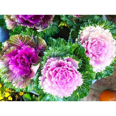 AULEDIO Semi Di Cavolfiore Giapponese 200 Pcs – Piante Comestibili, Facile Da Coltivare, Pianta Da Giardino AULEDIO Semi Di Cavolfiore Giapponese 200 Pcs – Piante Comestibili, Facile Da Coltivare, Pianta Da Giardino