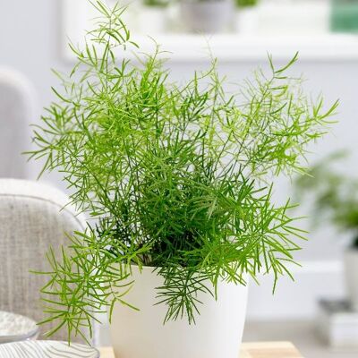 ALTRO 1 Pianta Di Asparagus Densiflorus "sprengeri Vaso 13cm Asparagina Da Interno ALTRO 1 Pianta Di Asparagus Densiflorus "sprengeri Vaso 13cm Asparagina Da Interno