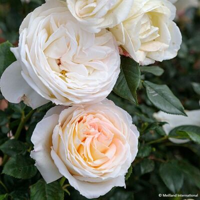 ALTRO Rosa Camille Claudel Grande Fiore ALTRO Rosa Camille Claudel Grande Fiore