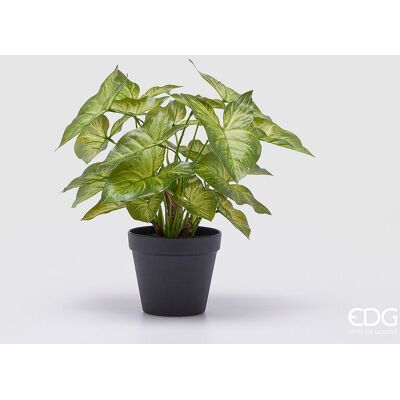 EDG Enzo De Gasperi Caladium Con Vaso Artificiale H 33 Cm Green EDG Enzo De Gasperi Caladium Con Vaso Artificiale H 33 Cm Green