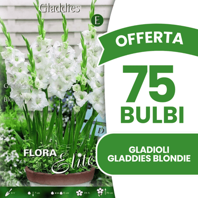 ALTRO Offerta 75 Bulbi Gladioli Gladdies Blondie ALTRO Offerta 75 Bulbi Gladioli Gladdies Blondie