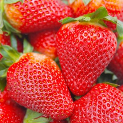 AULEDIO 200 Pz Semi Di Fragola Dandong Facili Da Coltivare – Semi Da Frutto Per Principianti AULEDIO 200 Pz Semi Di Fragola Dandong Facili Da Coltivare – Semi Da Frutto Per Principianti