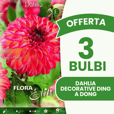 ALTRO Offerta 3 Bulbi Dahlia Decorative Ding A Dong ALTRO Offerta 3 Bulbi Dahlia Decorative Ding A Dong