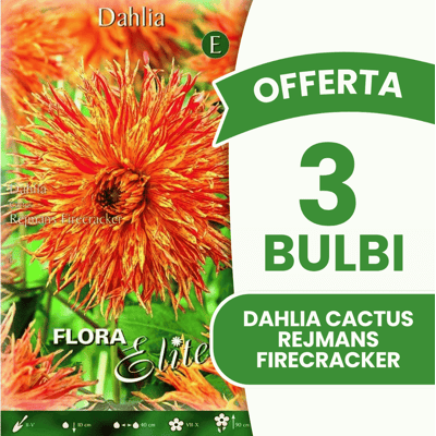 ALTRO Offerta 3 Bulbi Dahlia Cactus Rejmans Firecracker ALTRO Offerta 3 Bulbi Dahlia Cactus Rejmans Firecracker