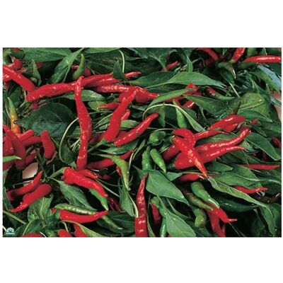 ALTRO 3 Piante In Vaso Ø 10cm Di Peperoncino Diavolicchio ALTRO 3 Piante In Vaso Ø 10cm Di Peperoncino Diavolicchio