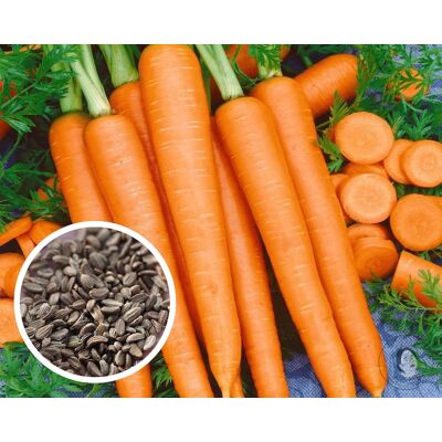 AULEDIO 1000 Pz Semi Di Carota Confezione Bulk – Semi Da Orto In Grande Quantità AULEDIO 1000 Pz Semi Di Carota Confezione Bulk – Semi Da Orto In Grande Quantità