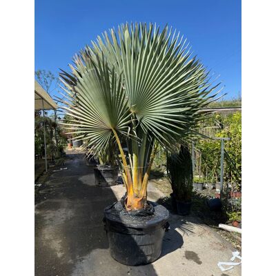 VIVAIO GARDEN FOREST Copernicia Fallaensis H 3 M Vaso 90 – Palma Tropicale Rara A Ventaglio Foto Reale VIVAIO GARDEN FOREST Copernicia Fallaensis H 3 M Vaso 90 – Palma Tropicale Rara A Ventaglio Foto Reale