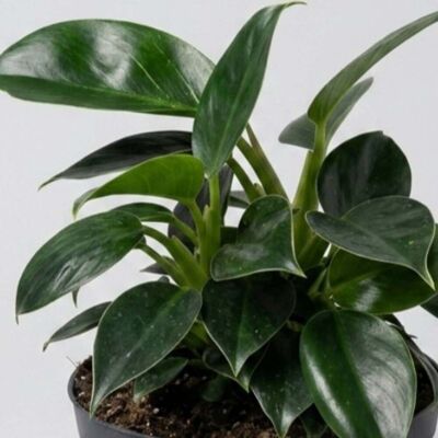 ALTRO Philodendron Birkin In Vaso Da 17cm ALTRO Philodendron Birkin In Vaso Da 17cm