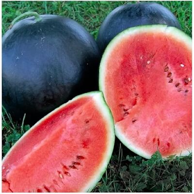 AULEDIO 50 Pz Semi Di Anguria Nera Dolce – Varietà Da Frutto Da Giardino AULEDIO 50 Pz Semi Di Anguria Nera Dolce – Varietà Da Frutto Da Giardino