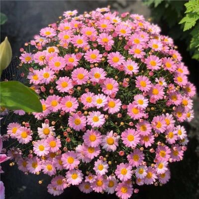 AULEDIO Semi Di Piccole Margherite Rosa 2000 – Fioritura Abbondante – Adatto Per Giardino, Balcone E Vasi – Decorazione Da Giardino Esterno AULEDIO Semi Di Piccole Margherite Rosa 2000 – Fioritura Abbondante – Adatto Per Giardino, Balcone E Vasi – Decorazione Da Giardino Esterno