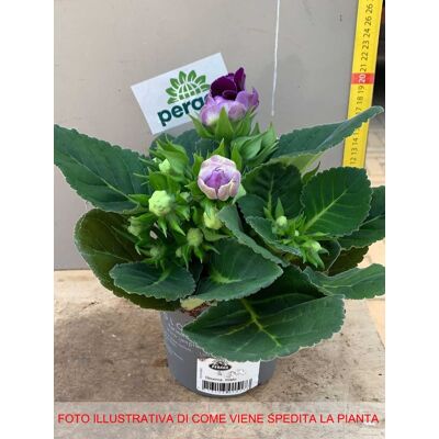 ALTRO 1 Pianta Di Gloxinia Colore Assortito In Vaso 11cm ALTRO 1 Pianta Di Gloxinia Colore Assortito In Vaso 11cm