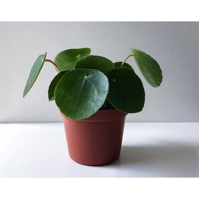 ALTRO 1 Pianta Di Pilea Peperomioides Mini Pianta Delle Monete Vaso 6cm Da Interno ALTRO 1 Pianta Di Pilea Peperomioides Mini Pianta Delle Monete Vaso 6cm Da Interno