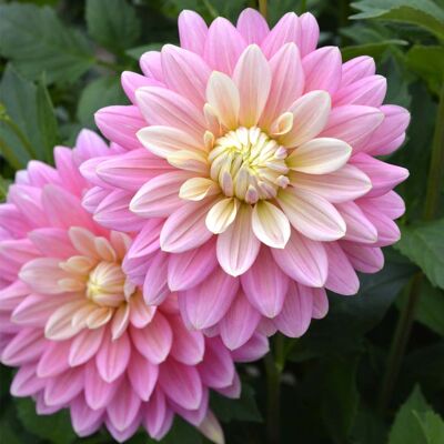 ALTRO Dahlia In Vaso 14cm Colori Assortiti ALTRO Dahlia In Vaso 14cm Colori Assortiti