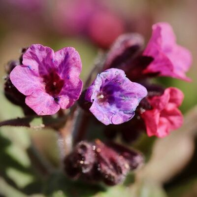 ALTRO Pulmonaria In Vaso Da 15cm ALTRO Pulmonaria In Vaso Da 15cm