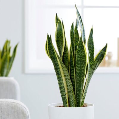 ALTRO 1 Pianta Di Sansevieria Laurentii In Vaso 17cm Da Interno Appartamento Lingua Di Suocera Piante Grasse ALTRO 1 Pianta Di Sansevieria Laurentii In Vaso 17cm Da Interno Appartamento Lingua Di Suocera Piante Grasse