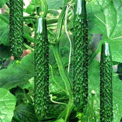 AULEDIO Semi Cetriolo 40 Pezzi, Cetrioli Orto Thorny Green AULEDIO Semi Cetriolo 40 Pezzi, Cetrioli Orto Thorny Green