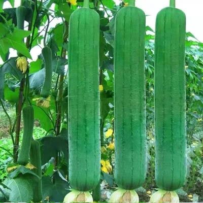 AULEDIO Semi Luffa 15 Pezzi, Spugna Vegetale Pianta Rampicante Orto AULEDIO Semi Luffa 15 Pezzi, Spugna Vegetale Pianta Rampicante Orto