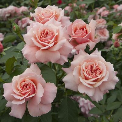 ALTRO Rosa Botticelli Polianta ALTRO Rosa Botticelli Polianta