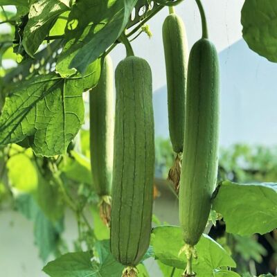 AULEDIO 10 Pz Semi Di Luffa Facili Da Coltivare – Semi Da Orto Per Principianti AULEDIO 10 Pz Semi Di Luffa Facili Da Coltivare – Semi Da Orto Per Principianti