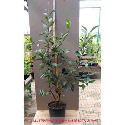 ALTRO Photinia Da Siepe In Vaso 18cm ALTRO Photinia Da Siepe In Vaso 18cm