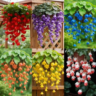 SIENTICE 200 Semi Di Begonia Ricadente Semi Per Giardino E Cesti Sospesi — Ideali Per La Semina In Giardino SIENTICE 200 Semi Di Begonia Ricadente Semi Per Giardino E Cesti Sospesi — Ideali Per La Semina In Giardino