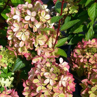 ALTRO Hydrangea Paniculata Pastel Green In Vaso Da 18cm ALTRO Hydrangea Paniculata Pastel Green In Vaso Da 18cm