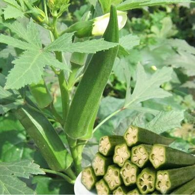 AULEDIO Semi Okra 35 Pezzi, Semi Orto Clima Caldo AULEDIO Semi Okra 35 Pezzi, Semi Orto Clima Caldo