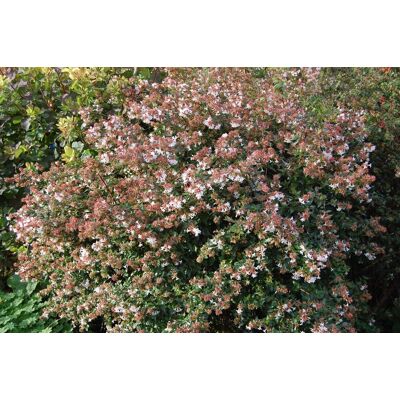 ALTRO Abelia Grandiflora Vaso 17cm ALTRO Abelia Grandiflora Vaso 17cm