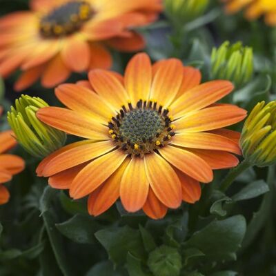 ALTRO Osteospermum In Vaso 14cm Colori Assortiti ALTRO Osteospermum In Vaso 14cm Colori Assortiti