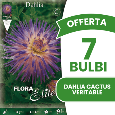 ALTRO Offerta 7 Bulbi Di Dahlia Cactus Veritable ALTRO Offerta 7 Bulbi Di Dahlia Cactus Veritable