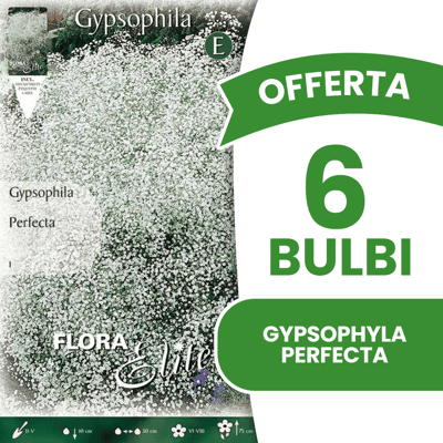 ALTRO Offerta 6 Bulbi Gypsophyla Perfecta ALTRO Offerta 6 Bulbi Gypsophyla Perfecta