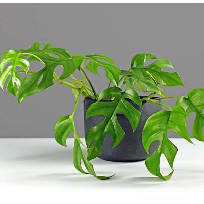 ALTRO 1 Pianta Di Monstera Minima Vaso 12cm Da Interno ALTRO 1 Pianta Di Monstera Minima Vaso 12cm Da Interno