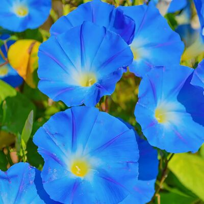 AULEDIO 500 Pz Semi Morning Glory Rampicante – Ipomea Blu Fiori Giardino Con Fertilizzante AULEDIO 500 Pz Semi Morning Glory Rampicante – Ipomea Blu Fiori Giardino Con Fertilizzante