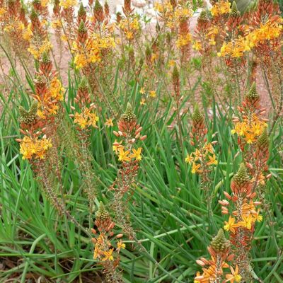 ALTRO Fiore Di Serpente ALTRO Fiore Di Serpente