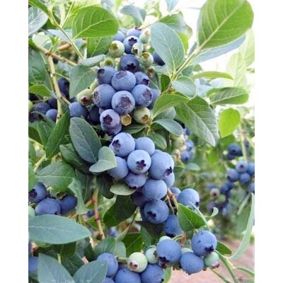 ALTRO Mirtillo Gigante Americano Bluecrop (1 Pianta) ALTRO Mirtillo Gigante Americano Bluecrop (1 Pianta)