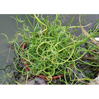 ALTRO Juncus Effusus Spiralis Vaso 13cm ALTRO Juncus Effusus Spiralis Vaso 13cm