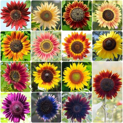 AULEDIO 100 Pz Semi Di Girasole Open Pollinated – Semi Da Fiori Per Giardino Ecologico Naturale AULEDIO 100 Pz Semi Di Girasole Open Pollinated – Semi Da Fiori Per Giardino Ecologico Naturale