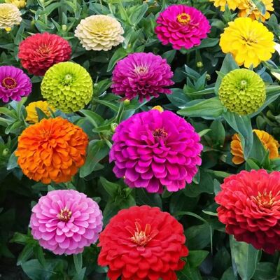 AULEDIO Semi Zinnia 100 Pezzi Miscela, Semi Fiori Colorati Per Giardino Balcone E Aiuole, Facile Da Coltivare AULEDIO Semi Zinnia 100 Pezzi Miscela, Semi Fiori Colorati Per Giardino Balcone E Aiuole, Facile Da Coltivare