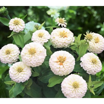 AULEDIO Semi Di Zinnia Bianca – 5000 Pezzi, Fiori Da Giardino Bianchi, Fioritura Lunga, Facile Da Coltivare AULEDIO Semi Di Zinnia Bianca – 5000 Pezzi, Fiori Da Giardino Bianchi, Fioritura Lunga, Facile Da Coltivare