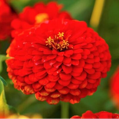 AULEDIO Semi Di Zinnia Bianca – 5000 Pezzi, Fiori Da Giardino Bianchi, Fioritura Lunga, Facile Da Coltivare AULEDIO Semi Di Zinnia Bianca – 5000 Pezzi, Fiori Da Giardino Bianchi, Fioritura Lunga, Facile Da Coltivare