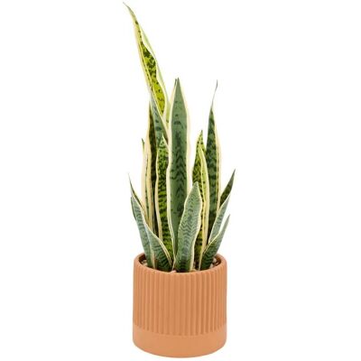 ATMOSPHERA Sansevieria In Vaso Crmq Nippo H78 - Créateur D'Intérieur ATMOSPHERA Sansevieria In Vaso Crmq Nippo H78 - Créateur D'Intérieur