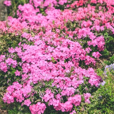 AULEDIO Semi Di Phlox Tappezzante Rosa – 2000 Semi Per Giardino E Orto – Semi Di Fiori Facili Da Coltivare – Copertura Perenne Del Suolo – Resistente All’inverno AULEDIO Semi Di Phlox Tappezzante Rosa – 2000 Semi Per Giardino E Orto – Semi Di Fiori Facili Da Coltivare – Copertura Perenne Del Suolo – Resistente All’inverno