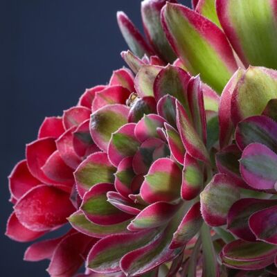 ALTRO Aeonium In Vaso Da 13cm Colori Assortiti ALTRO Aeonium In Vaso Da 13cm Colori Assortiti